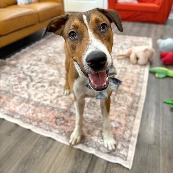 George the Goodest Boy media 3