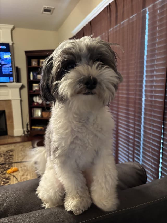 Gemma media 3