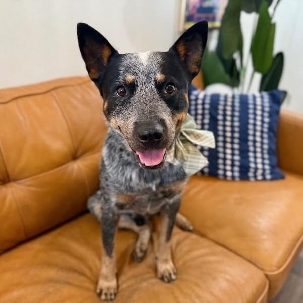 Hercules Heeler Sweetest Lil Guy media 4