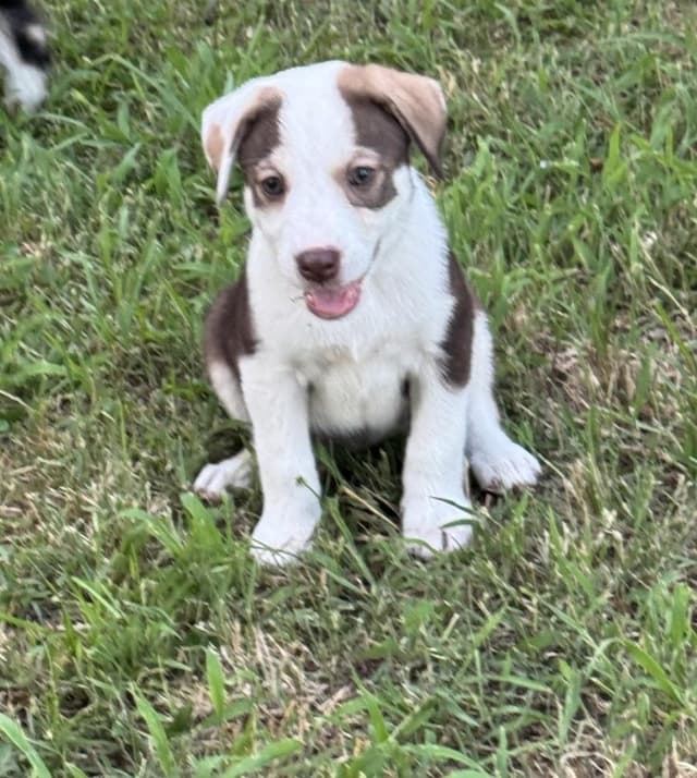 Clementine - Wardell pups media 2