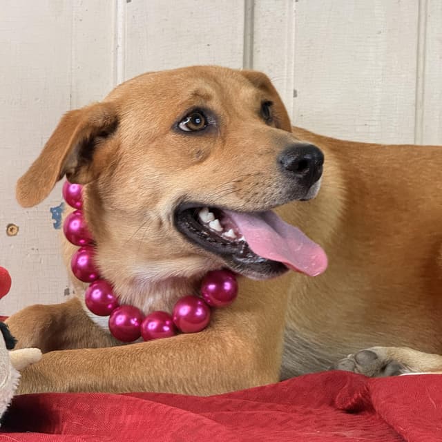 Honey Pot (adoption fee 100) media 3