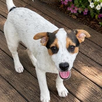 Gizmo (100 total adoption fee) media 5