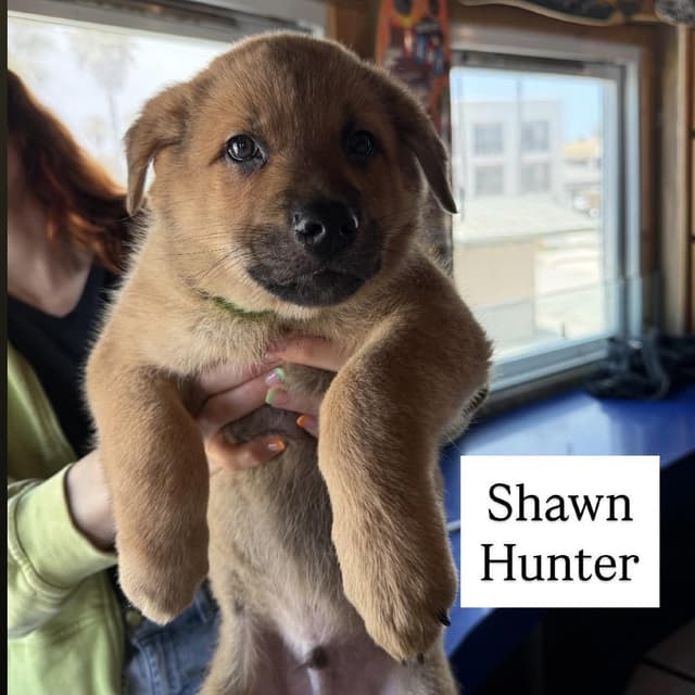 Shawn Hunter (90s sitcom litter) media 3