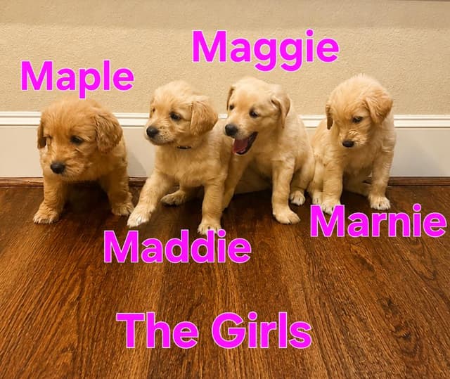 Maggie media 2