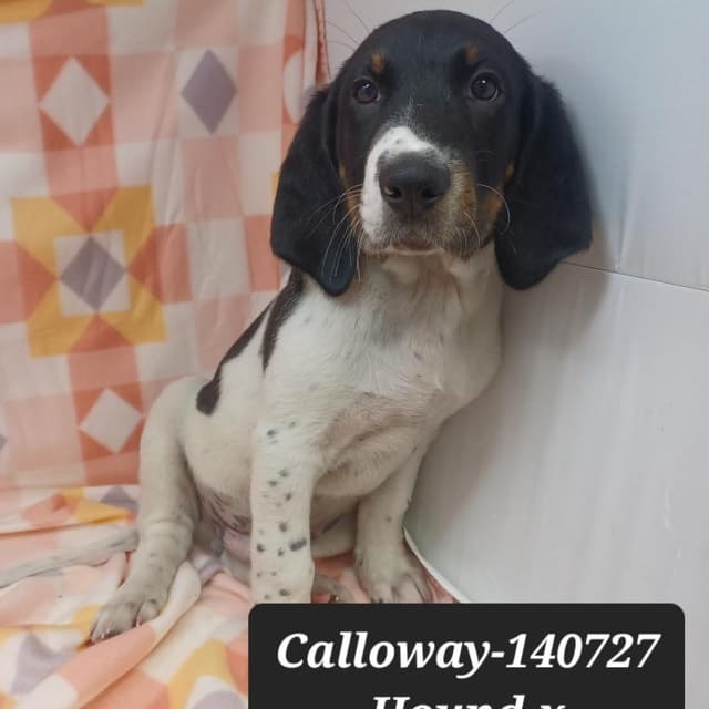 Calloway media 2