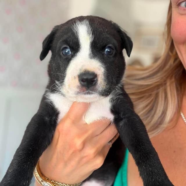 Koda (C000-251) - Costa Mesa Location *Available 7/3* media 2