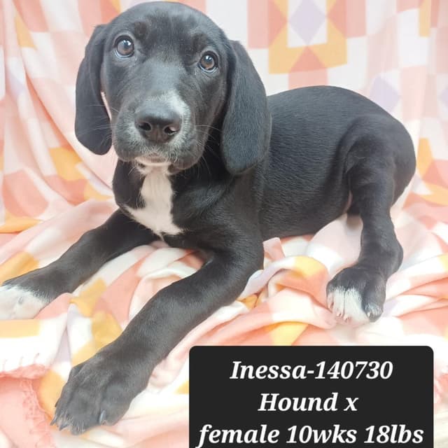 Inessa media 2