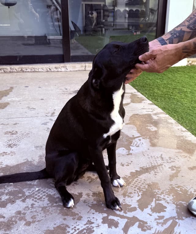 Koda (2) media 3