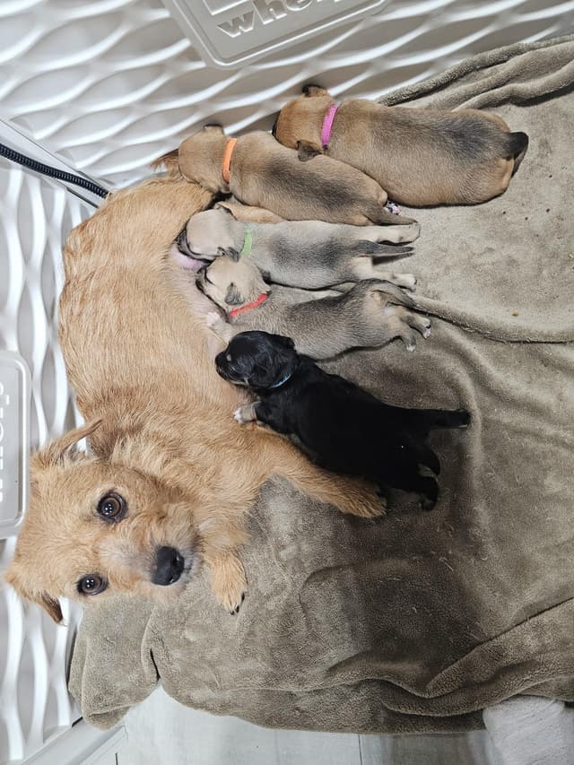 Pip the Border Terrier/Chihuahua media 6