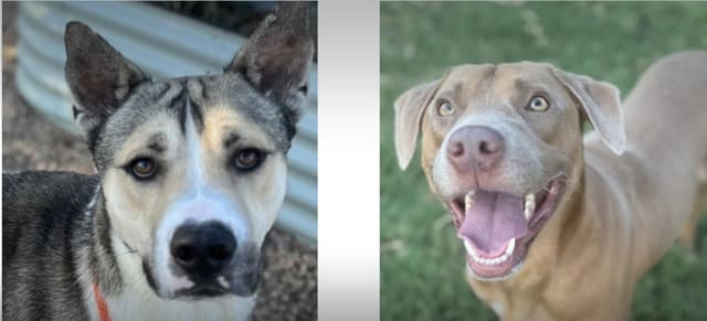 Adopt a Texas Dog media 2