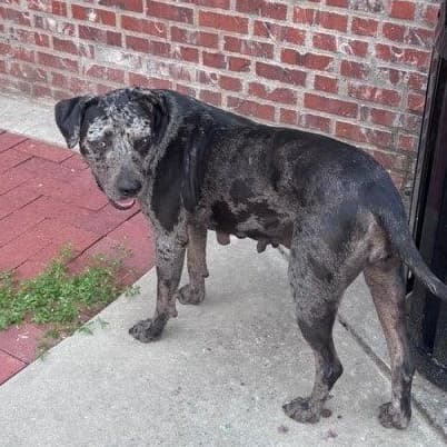 Ophelia (adoption fee 100) media 6