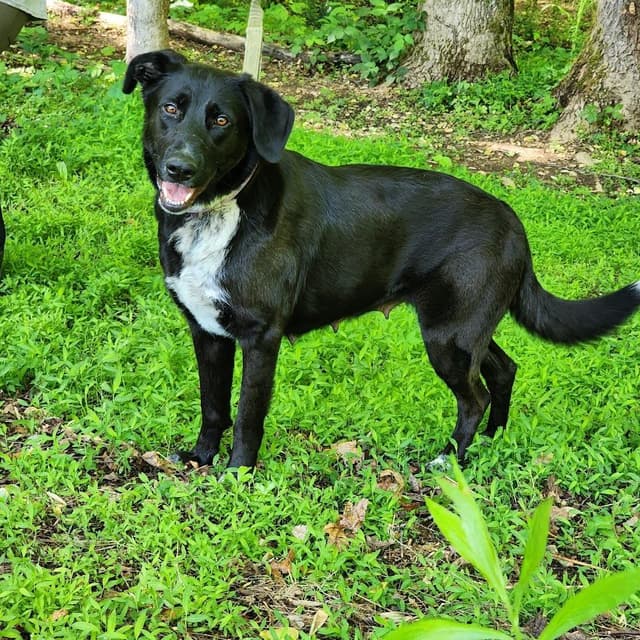 Sophie *Half of my adoption fee has been sponsored!* media 3