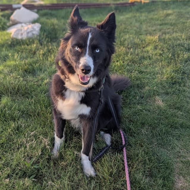 Callie Nyx media 2