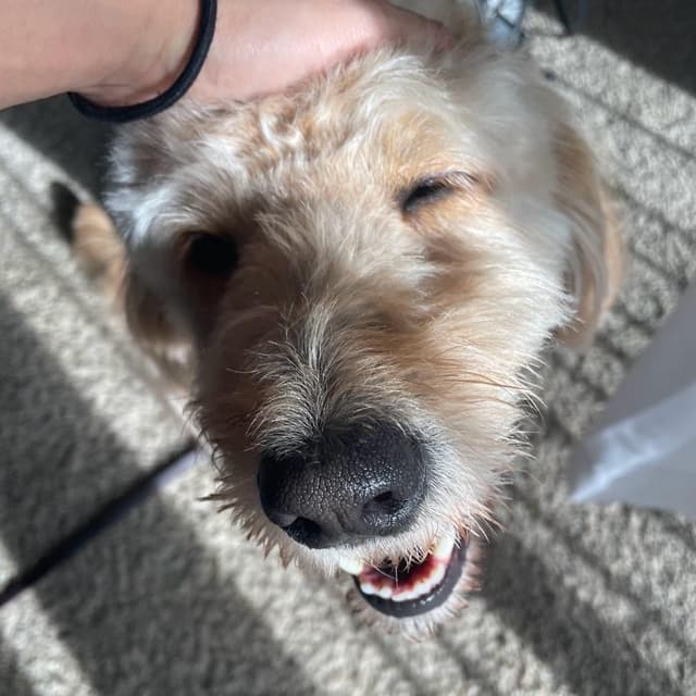 SAMMY GOOBER media 6