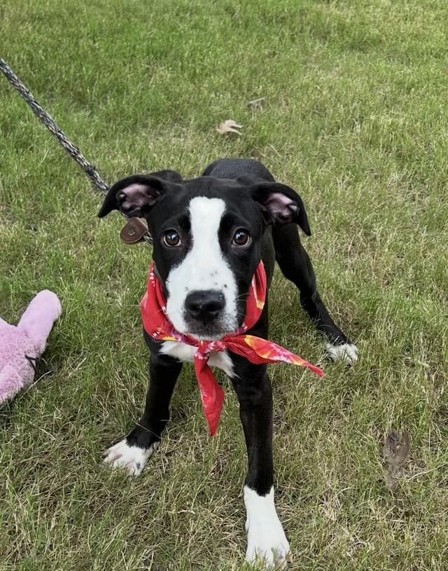 Georgia - artist puppies media 5