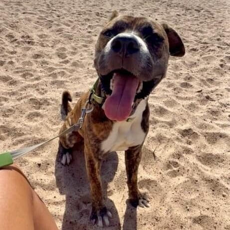 Lucky Boy Your Beach Loving Best Friend media 2