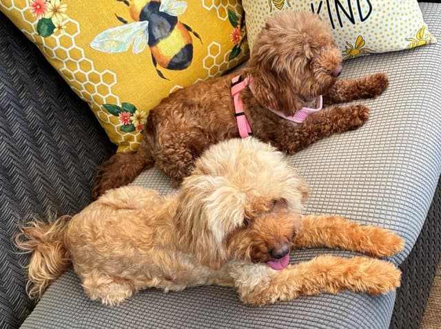 Rosie & Lulu media 3