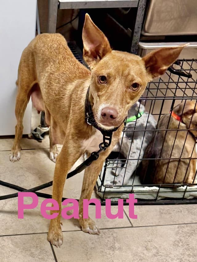 Peanut media 3