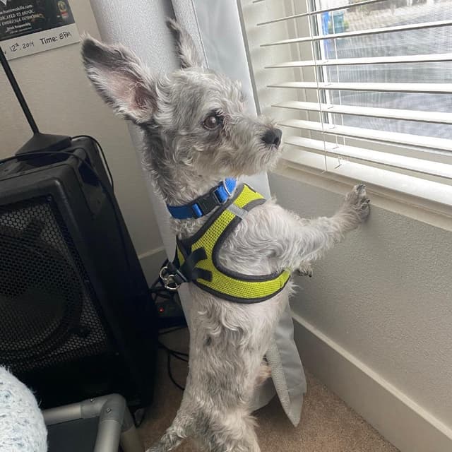 Yeti (available in Foster) media 3
