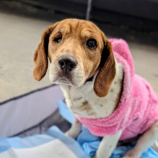 Beagy Weagy media 3
