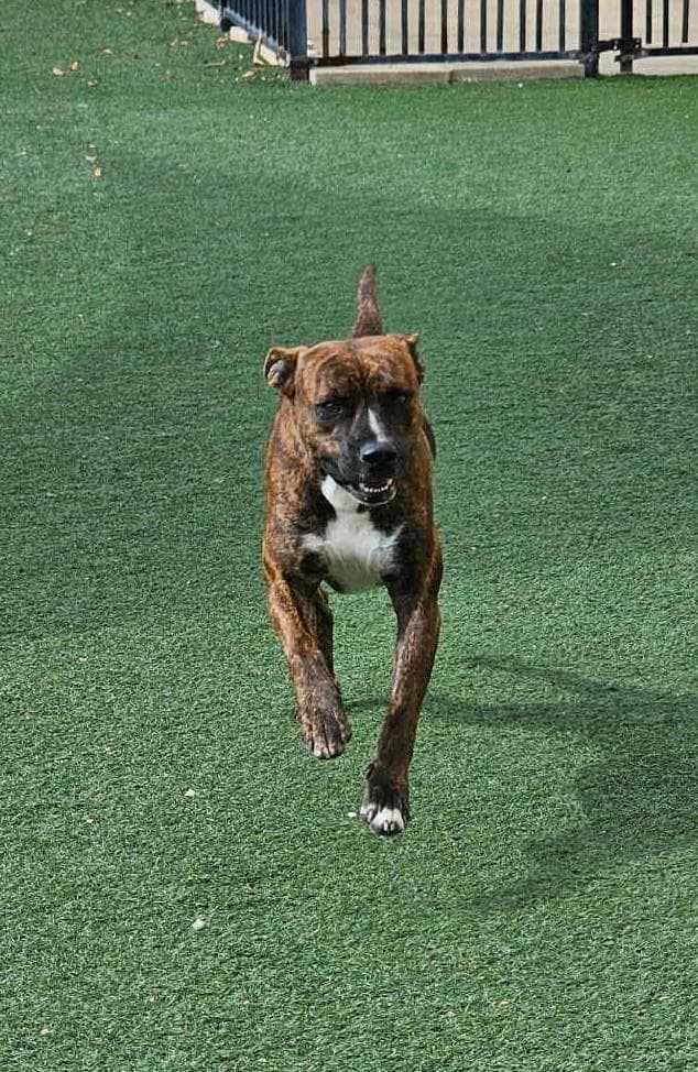 Sheldon-$75 Adoption Fee! Diamond Dog! media 3