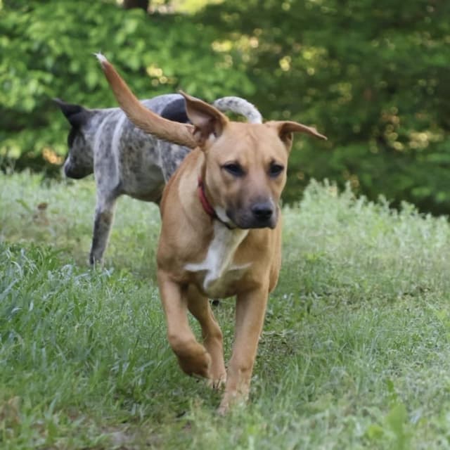 Jessie (100 total adoption fee) media 4
