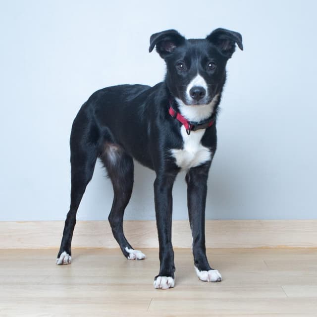 Odie D69918 media 2