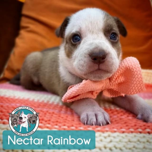 Nectar Rainbow media 2