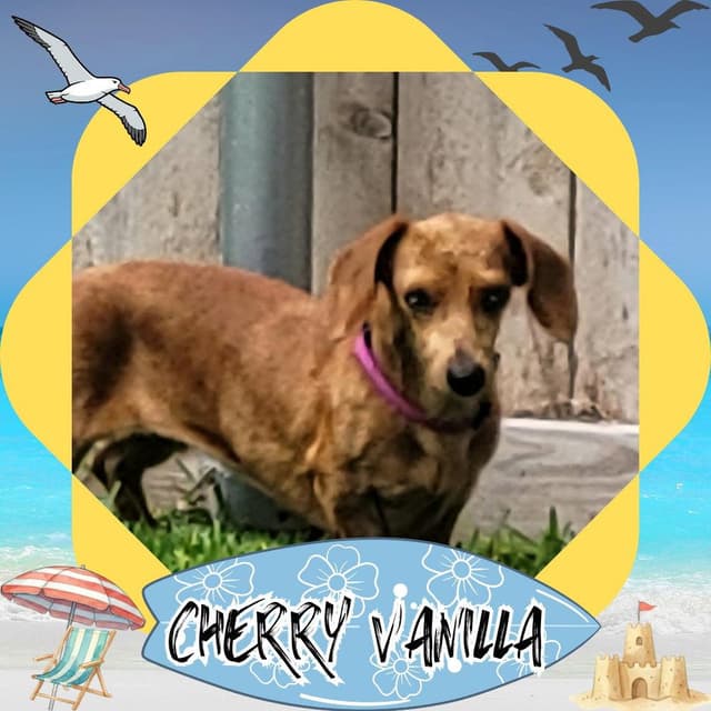 Cherry Vanilla media 2