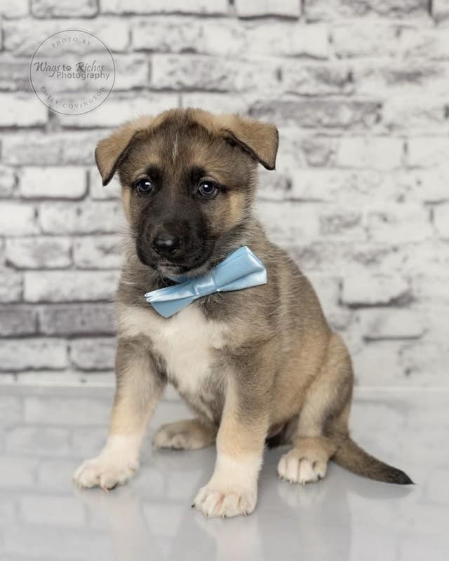 Fritz - 5 lbs. media 5