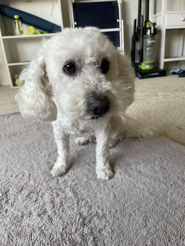 LUNA - available for adoption media 5