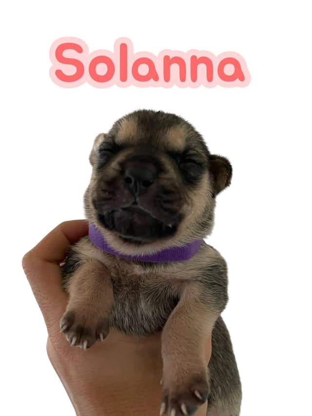 Sunny's Puppies - 4 Girls - NJ media 3