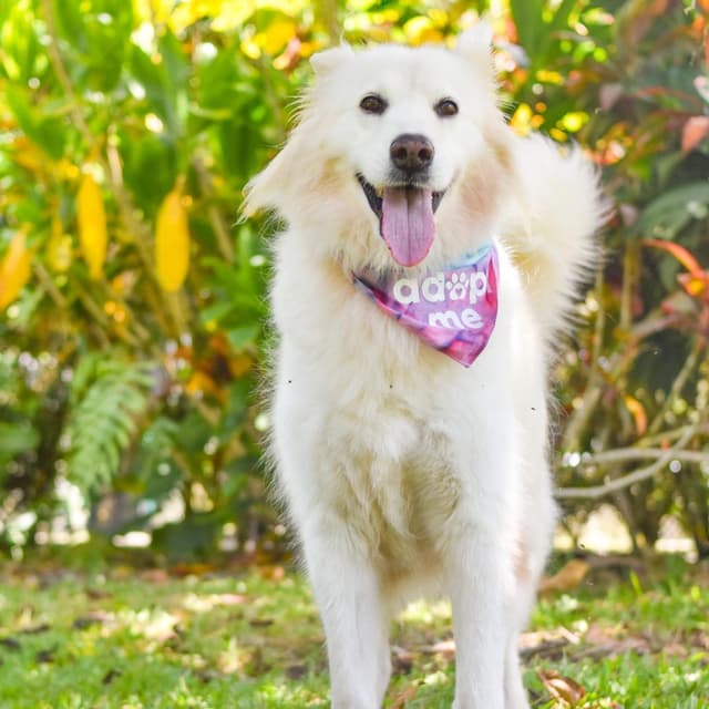 Sophie media 5