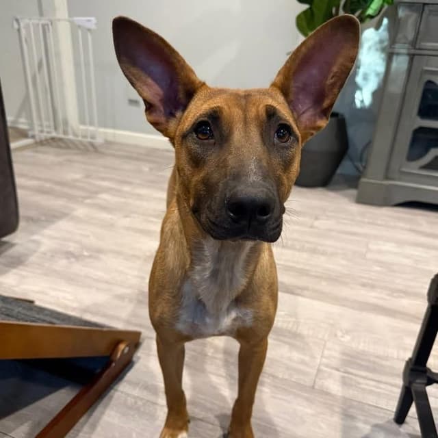 Ellie media 2