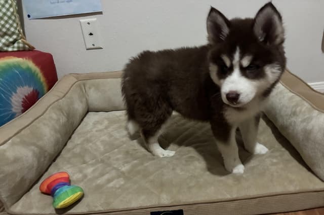 Belle Pup media 5