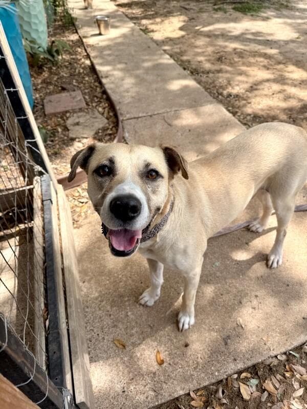 Zeus Buddy Your Easy Going Best Friend media 4