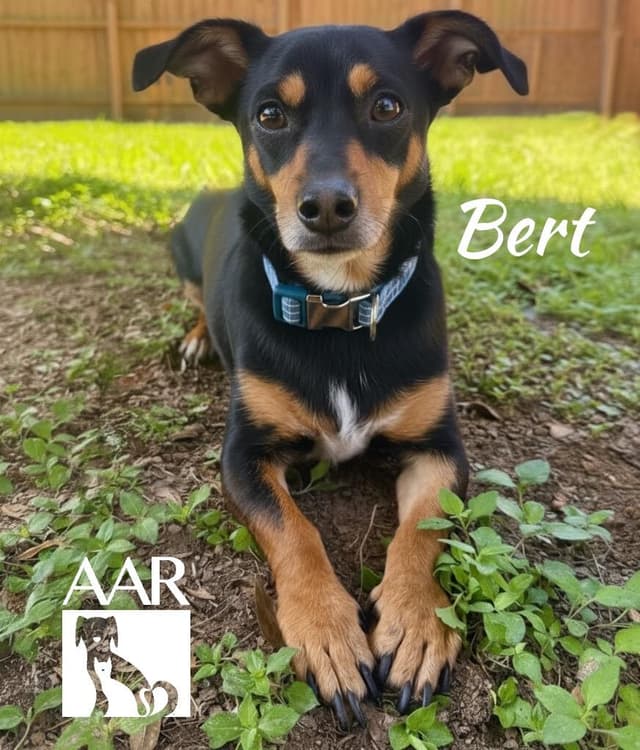 Bert media 3