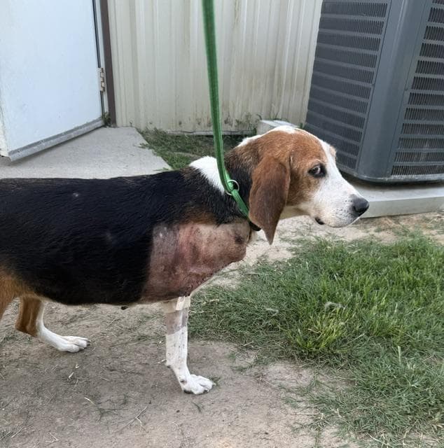 Rainey (tripod hound lady looking for hero) media 2