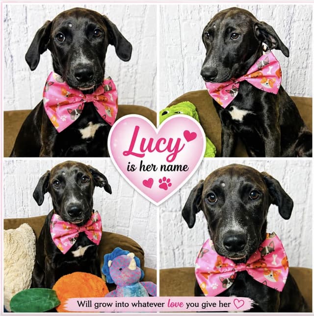 Lucy media 3