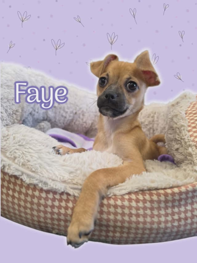 Faye media 2