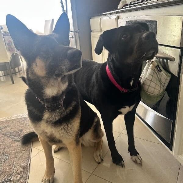 Willow Gentle Family Girl and Ready Bestie media 2
