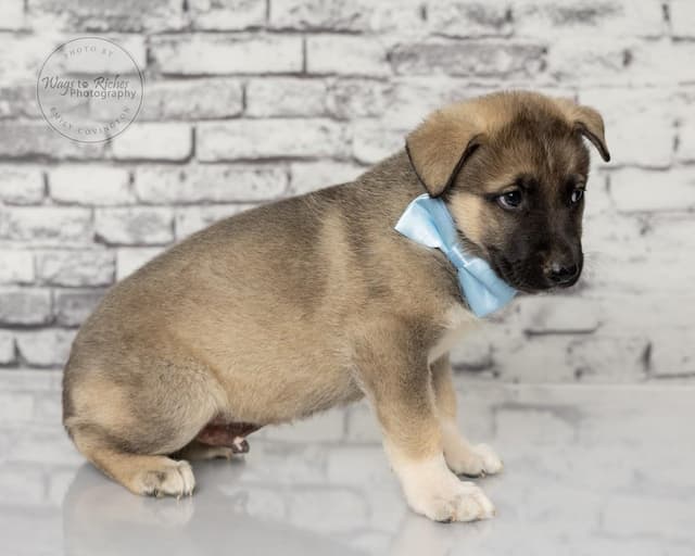 Fritz - 5 lbs. media 2