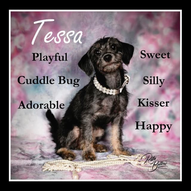 Tessa media 3