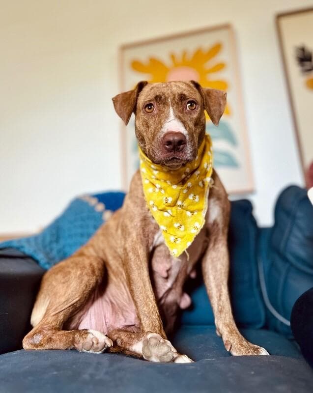 Goldie Golden the Quiet Perfect Companion media 3
