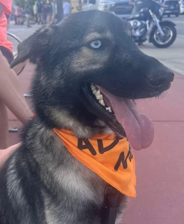 Blu the Husky/ Shepherd media 4