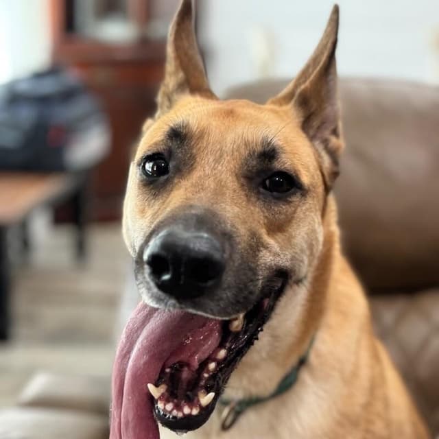 Calhoun English media 2