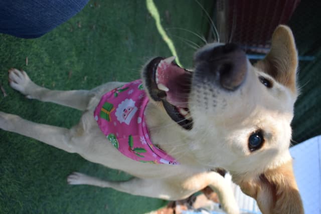 Naya, The Kindest Pup media 4