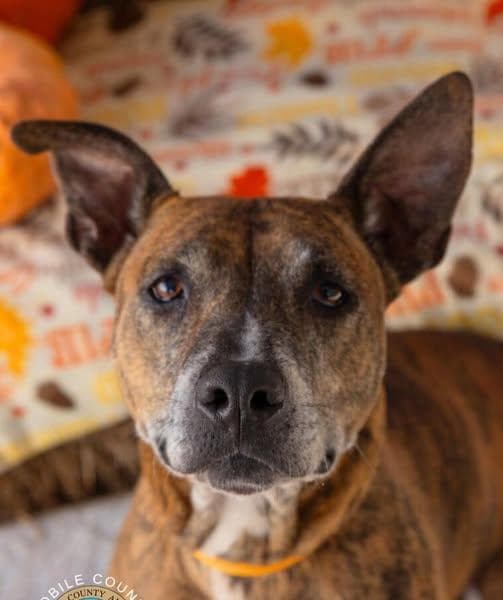 Daisy Mae - Foster or Adopter media 5