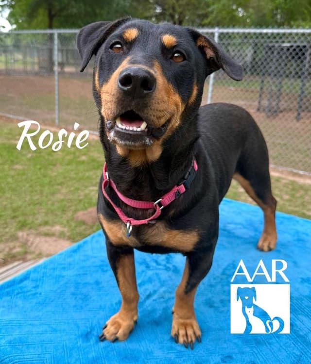 Rosie media 3
