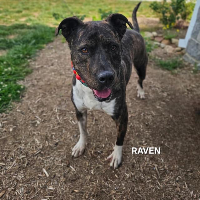 Raven media 5